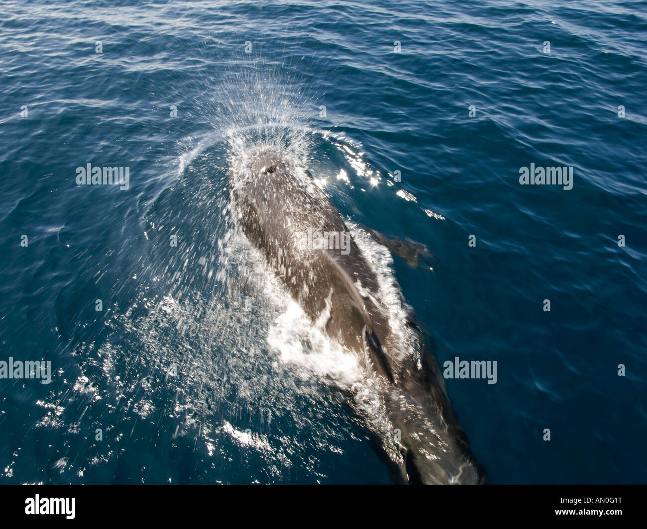 Maldives South Male Atoll Pilot Whale exhaling spraying water into air through blowhole Stock Photo
