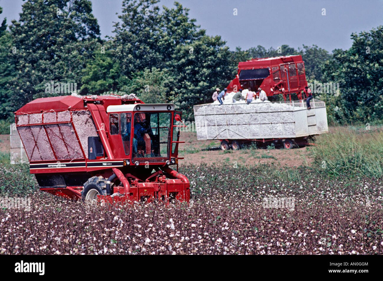 Machines harvesting cotton in rural Arkansas USA Stock Photo