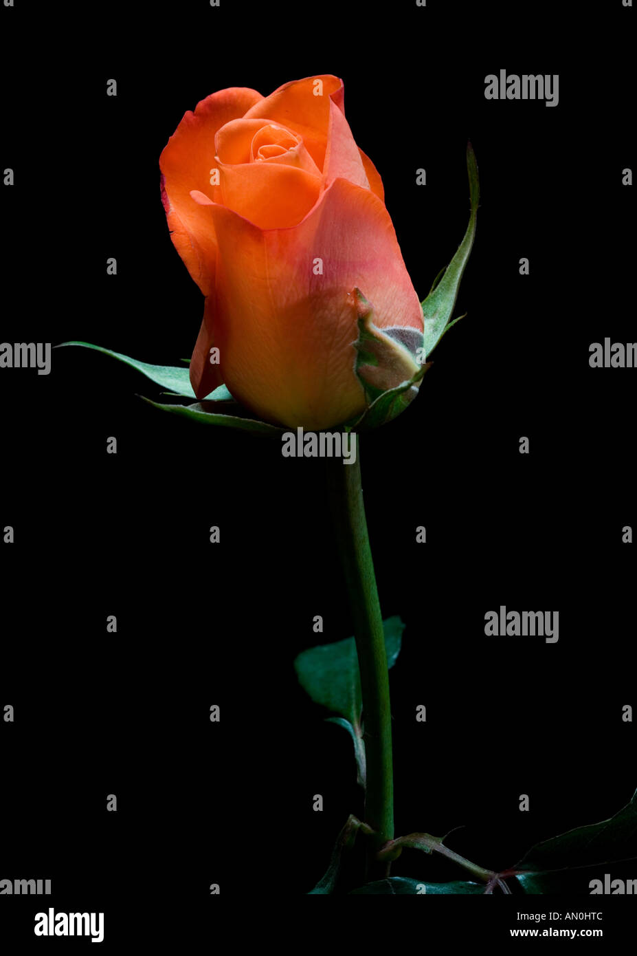 Single orange rose on black background Stock Photo Alamy