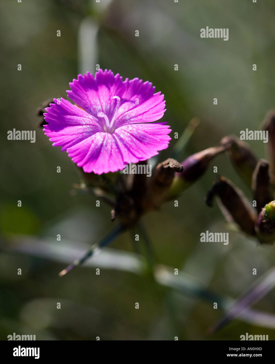 Dianthus seguieri Stock Photo