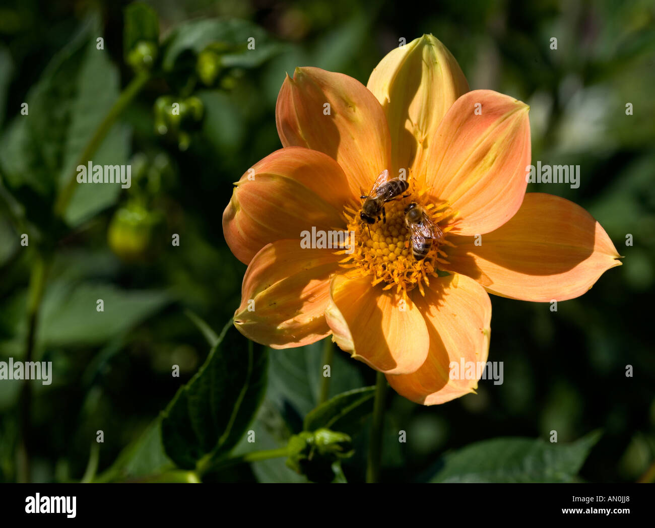 Dahlia Pinnata Stock Photo