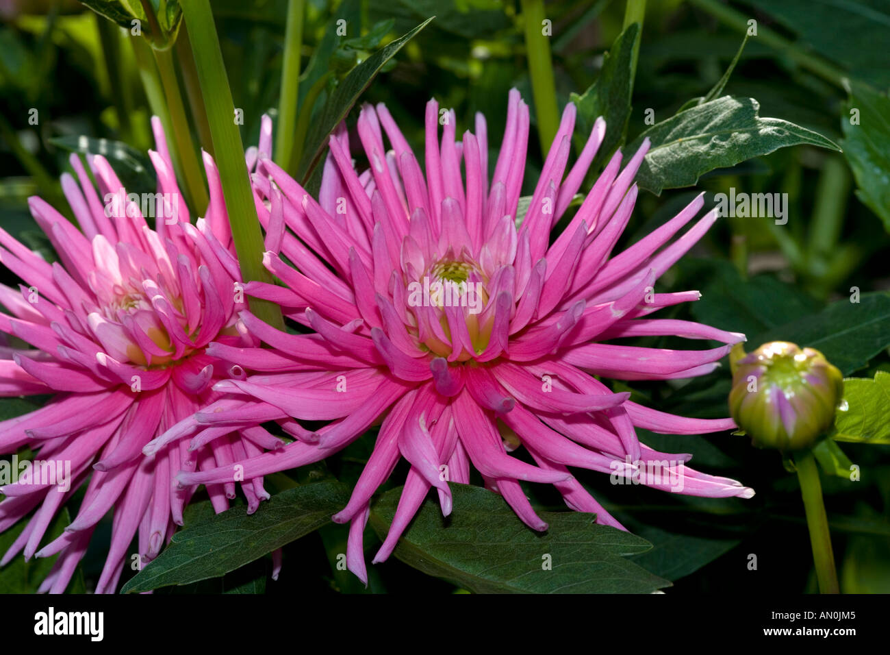 Dahlia "Alexander von Humboldt" Stock Photo