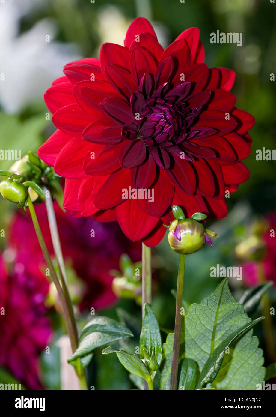 Byzantine Dahlia Shorty