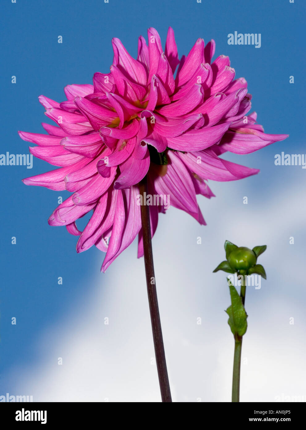 Dahlia &ldquo;Herbert Schmidt Stock Photo - Alamy