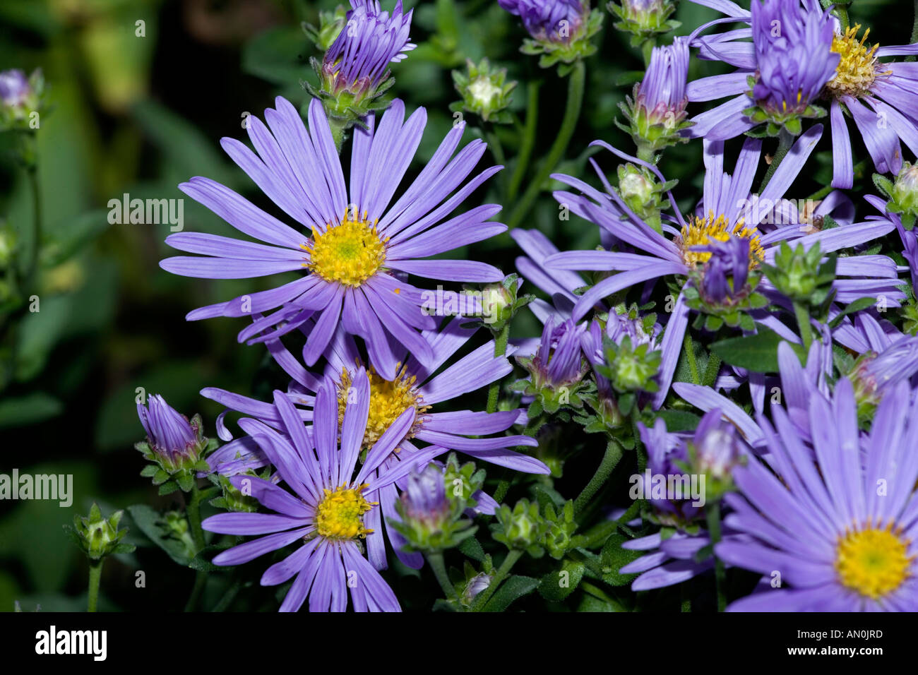 Aster amellus Stock Photo