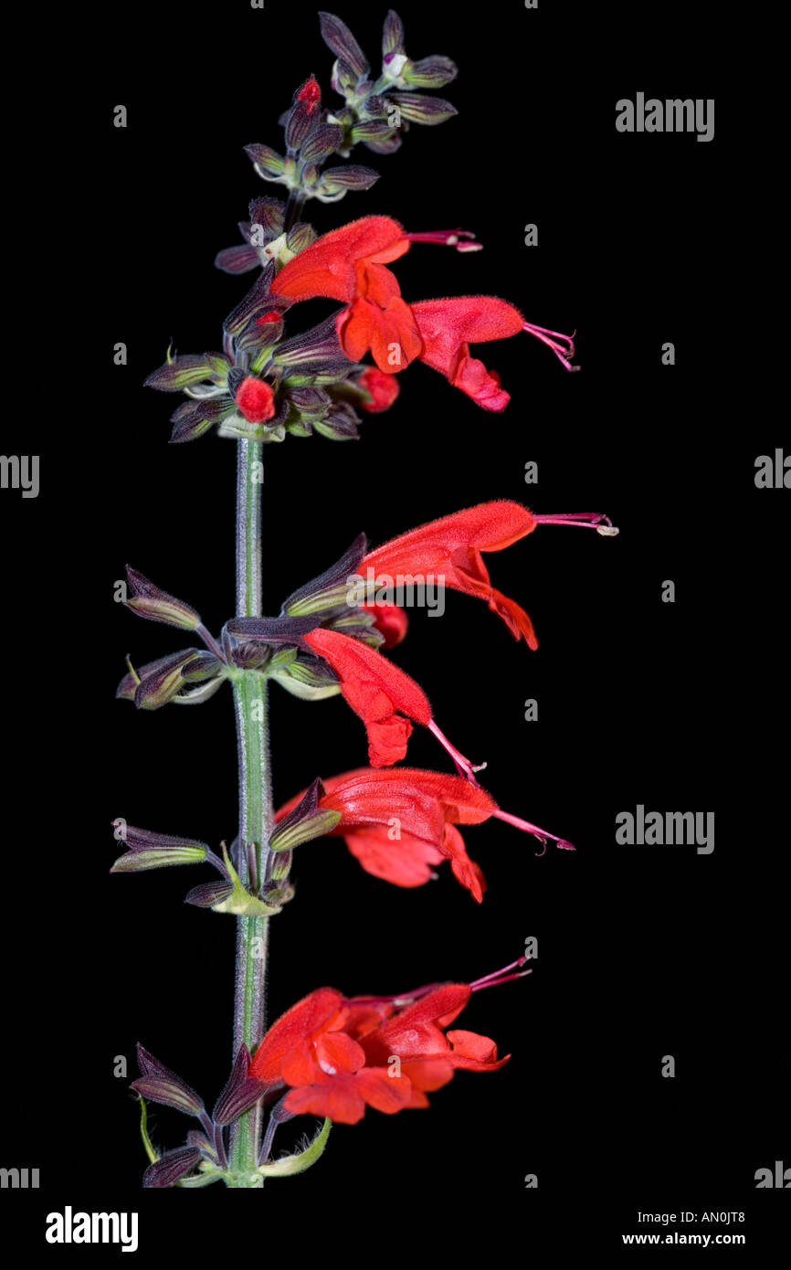 Scarlet Sage (Salvia coccinea) Stock Photo