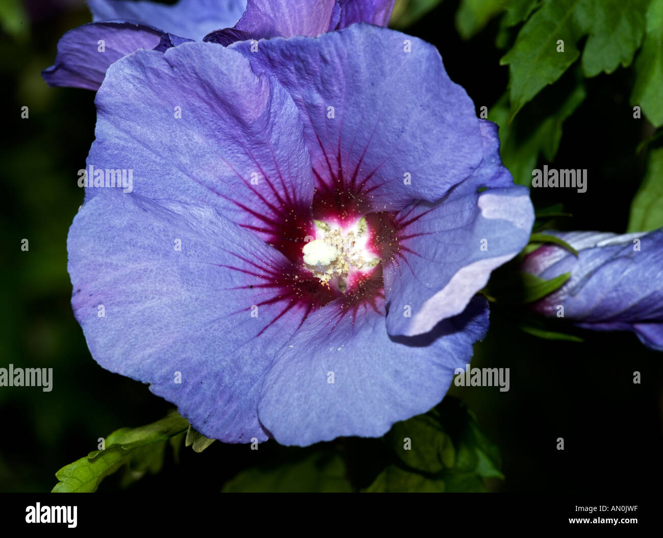 Hibiscus syriacus blue bird hi-res stock photography and images - Alamy