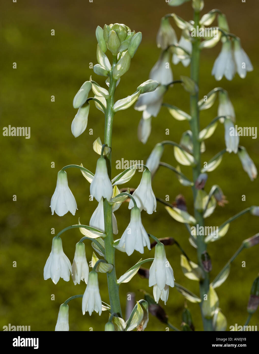 Cape Lily (Galtonia candicans ) Stock Photo