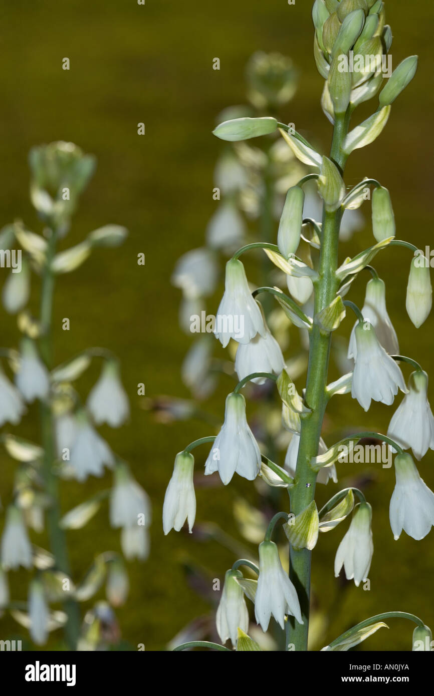 Cape lily (Galtonia candicans) Stock Photo