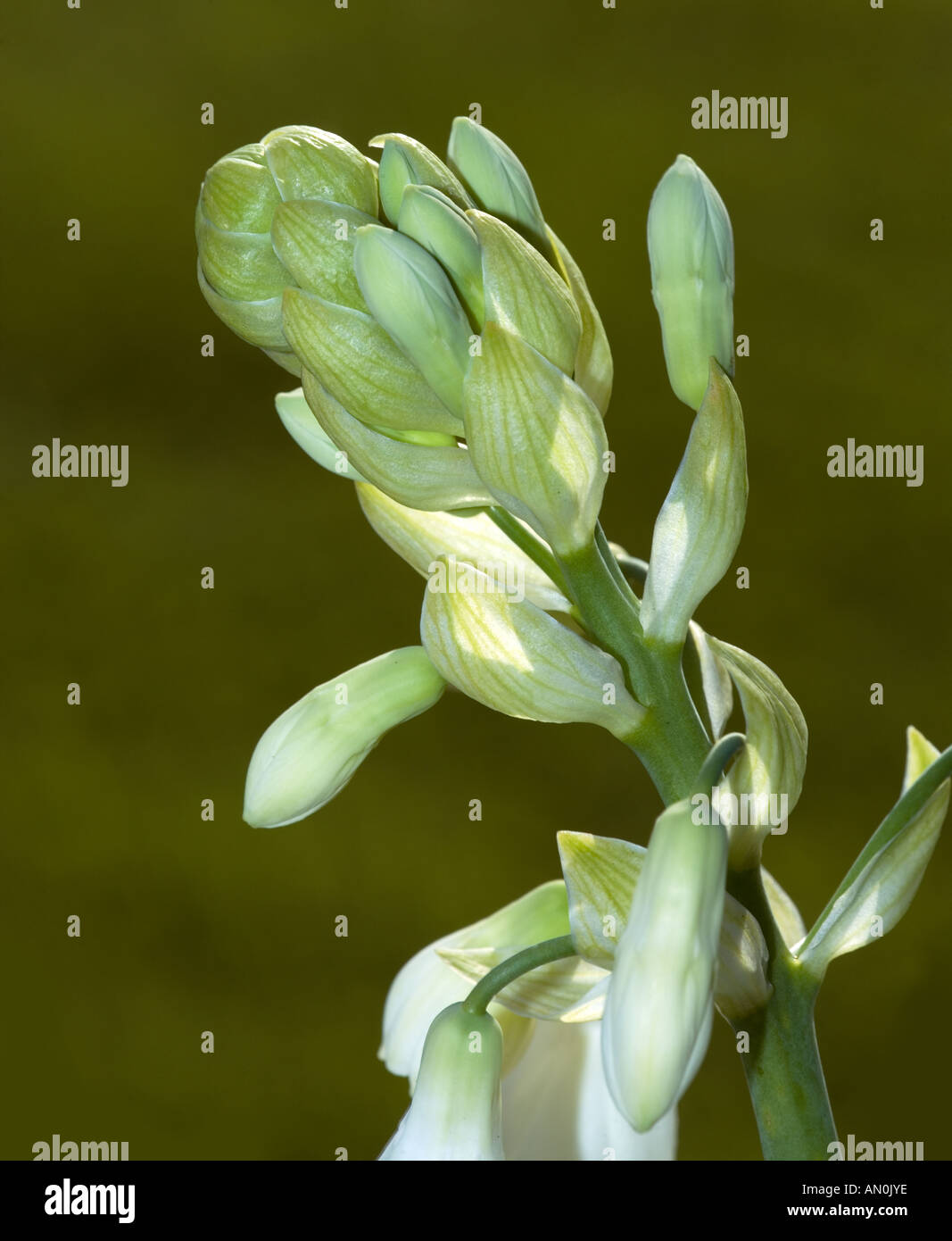 Cape lily (Galtonia candicans) Stock Photo