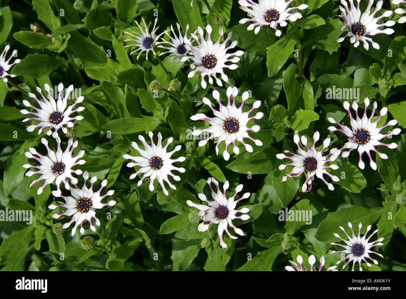 Spoon Daisy, Osteospermum Whirligig, Asteraceae. Introduced from New