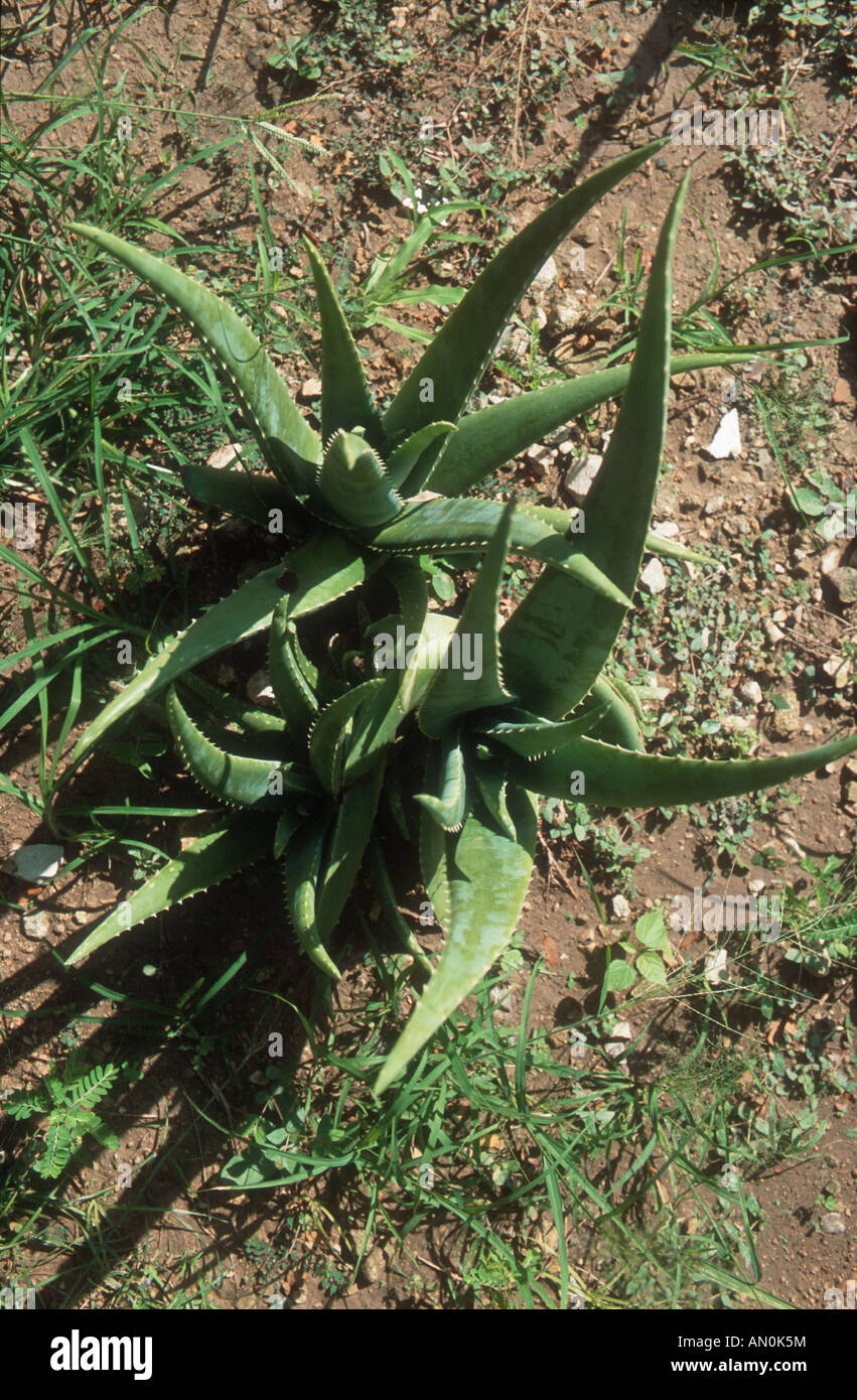 Aloe Vera plant growing in an organic allotment or organoponico in Havana,  Cuba Stock Photo - Alamy