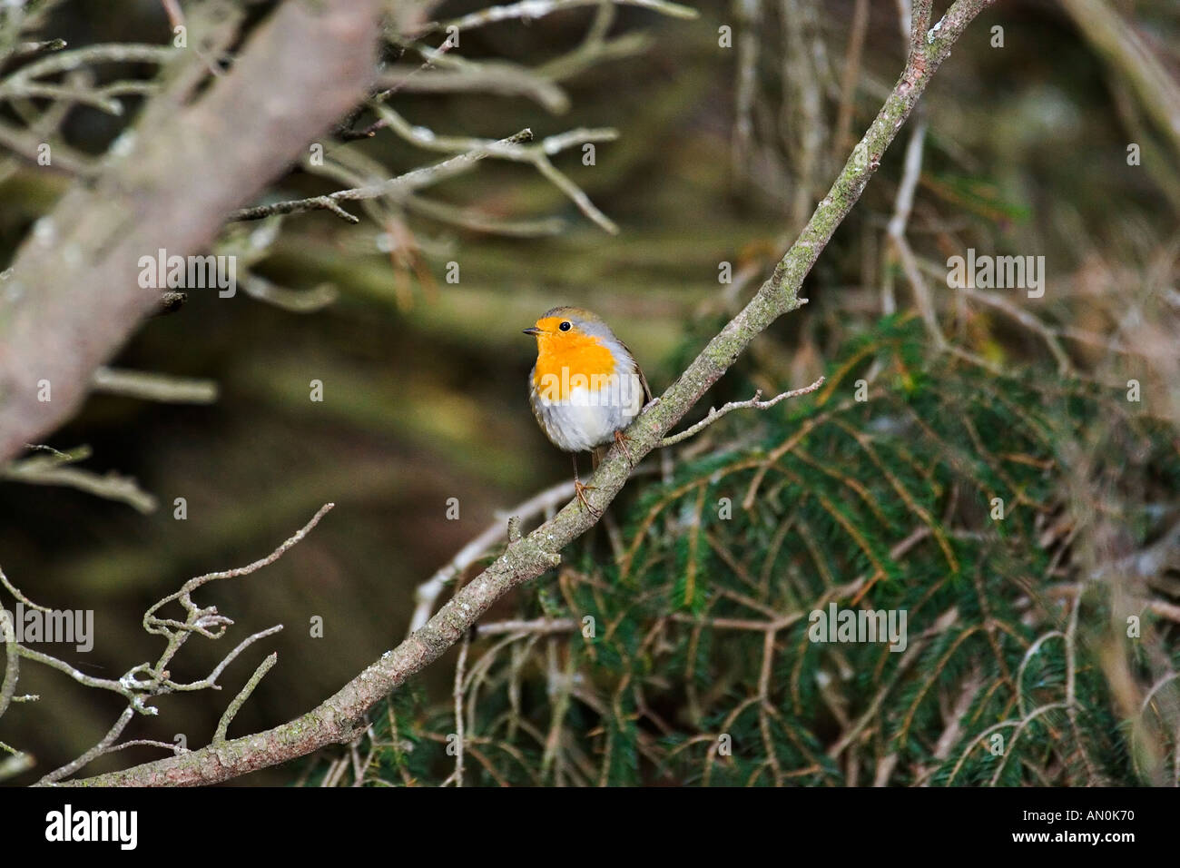 Robin erithacus rubecula on a branch in autumn fall Stock Photo