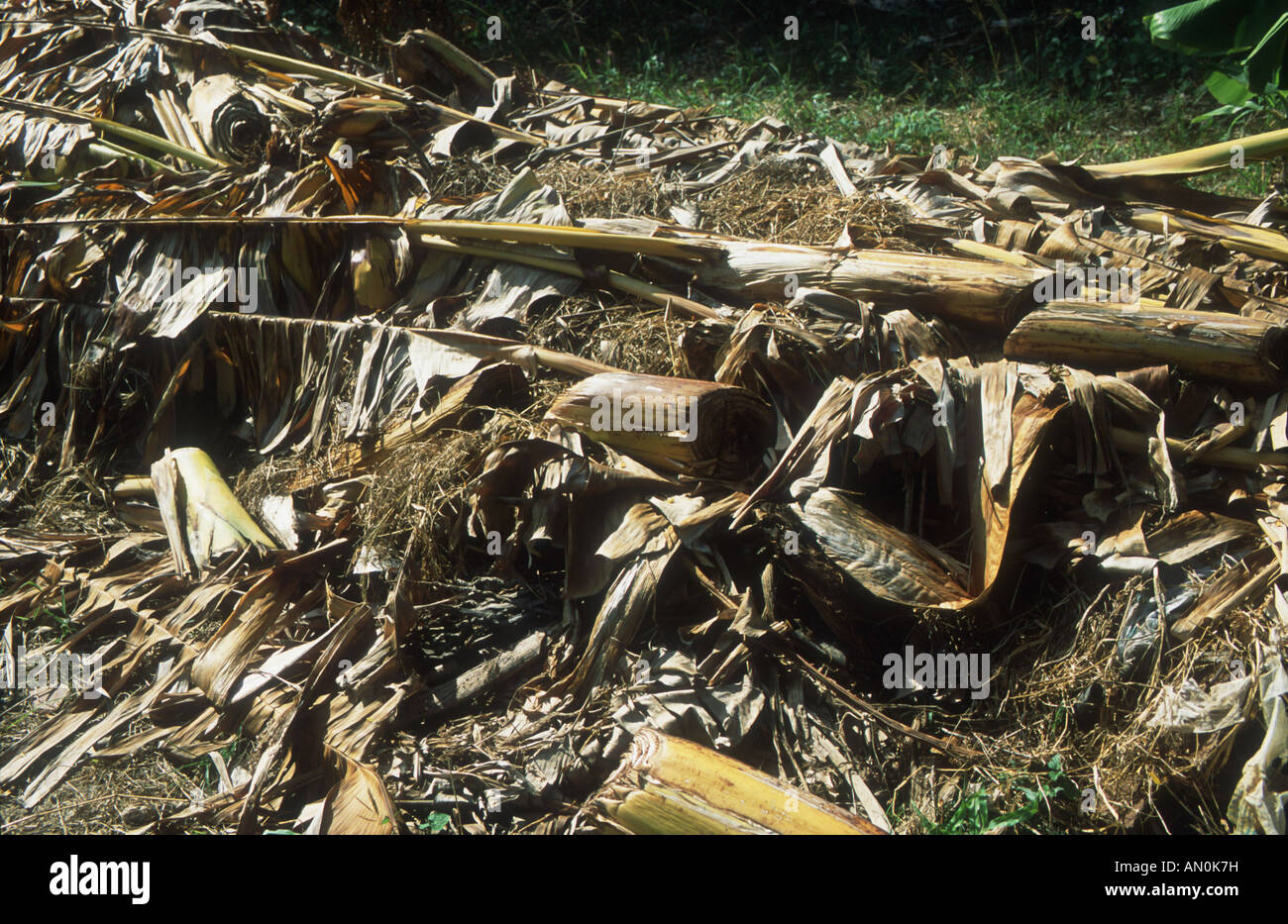 Palm leaves decaying on compost heap in organic allotment in Havana, Cuba. Stock Photo