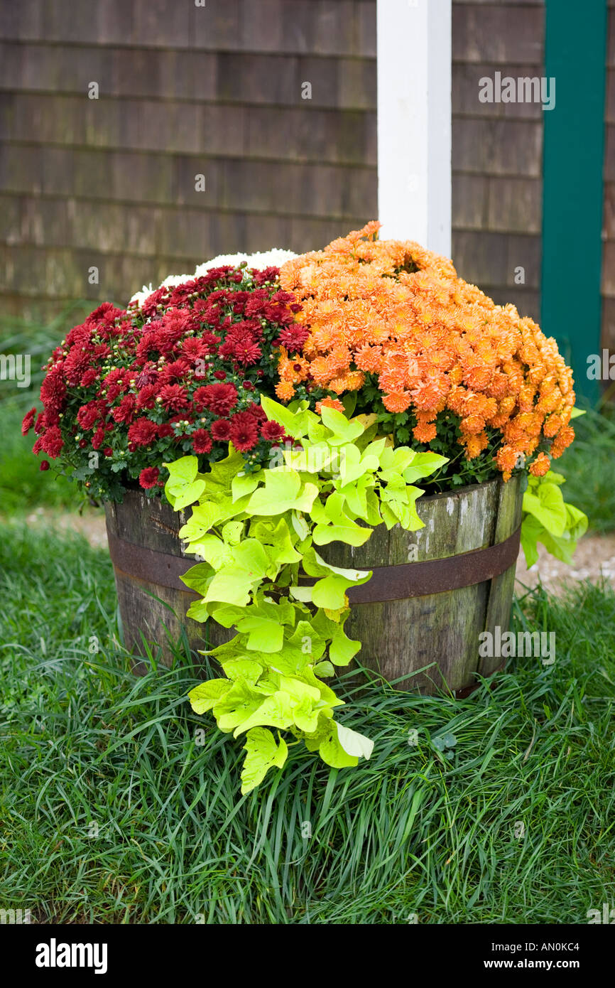 Tub of Fall flowers Stock Photo Alamy