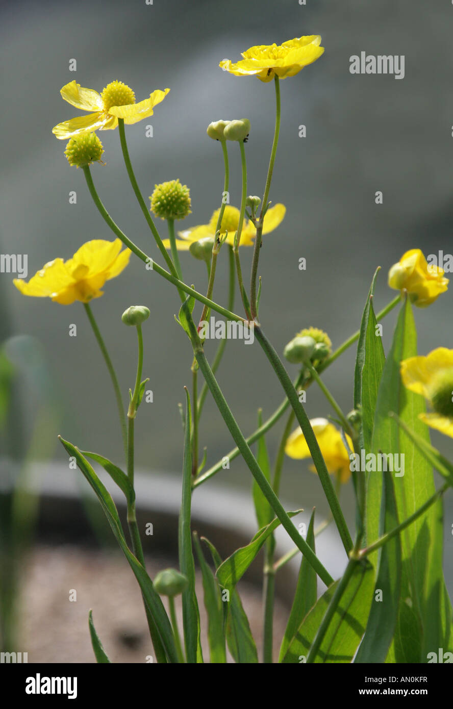 Great or Greater Spearwort Ranunculus lingua Ranunculaceae British Wild Flower Stock Photo