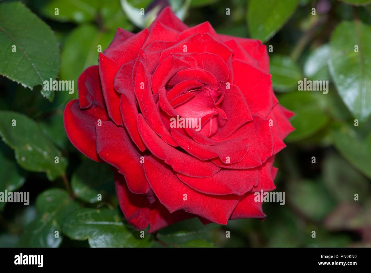 Hybrid Tea Rose Dame De Coeur Stock Photo Alamy