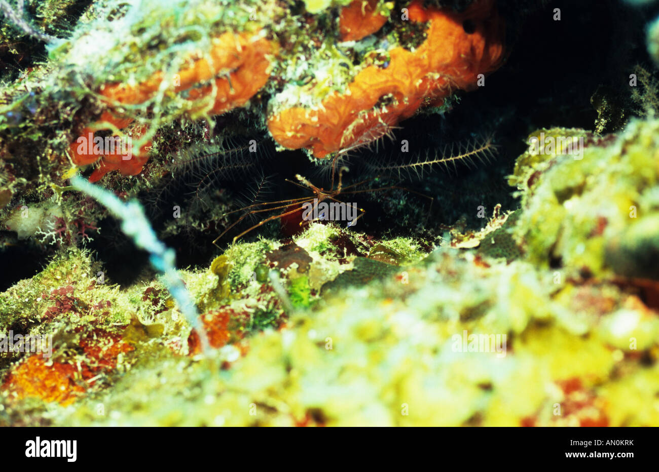 Yellowline Arrow Crab. Underwater ocean Marine Life. Marine Crab. Turks & Caicos Underwater marine life. Crustaceans Stock Photo