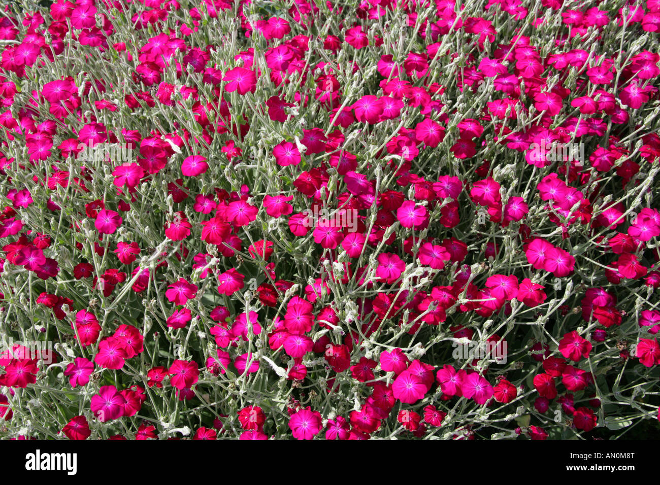 Magenta Stocks, Matthiola sp.,  Brassicaceae. Magenta, Red Flowers Stock Photo