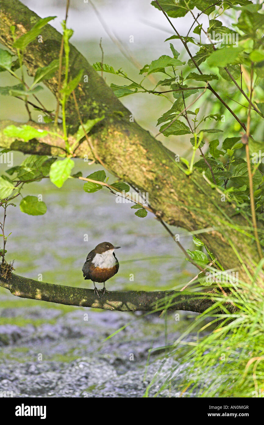 White throated dipper Cinclus cinclus in tree branches Dovedale Peak District National Park Derbyshire England Stock Photo