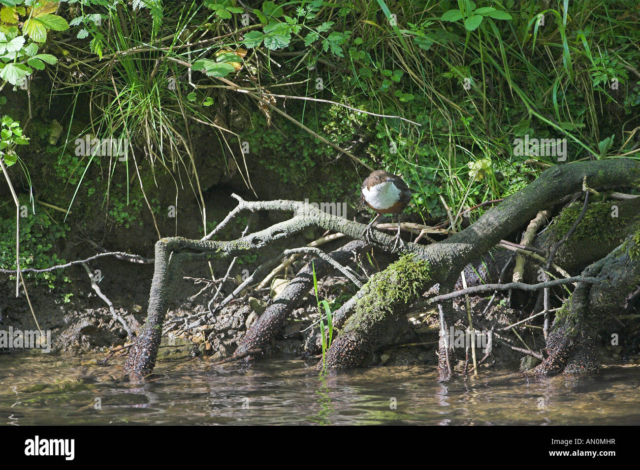 White throated dipper Cinclus cinclus among tree rots Dovedale Peak District National Park Derbyshire England Stock Photo