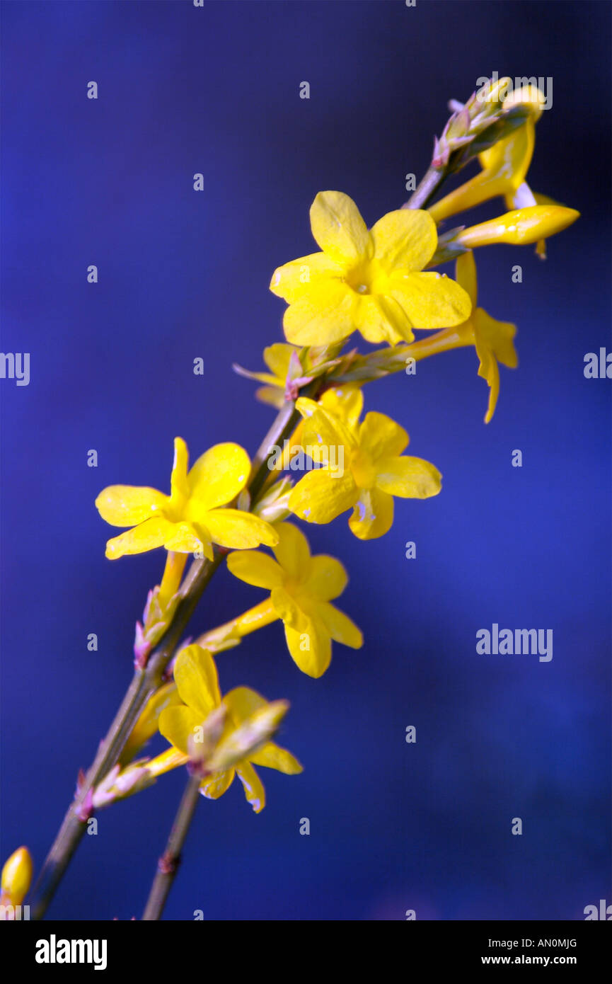 Blue jasmine Cut Out Stock Images & Pictures - Alamy