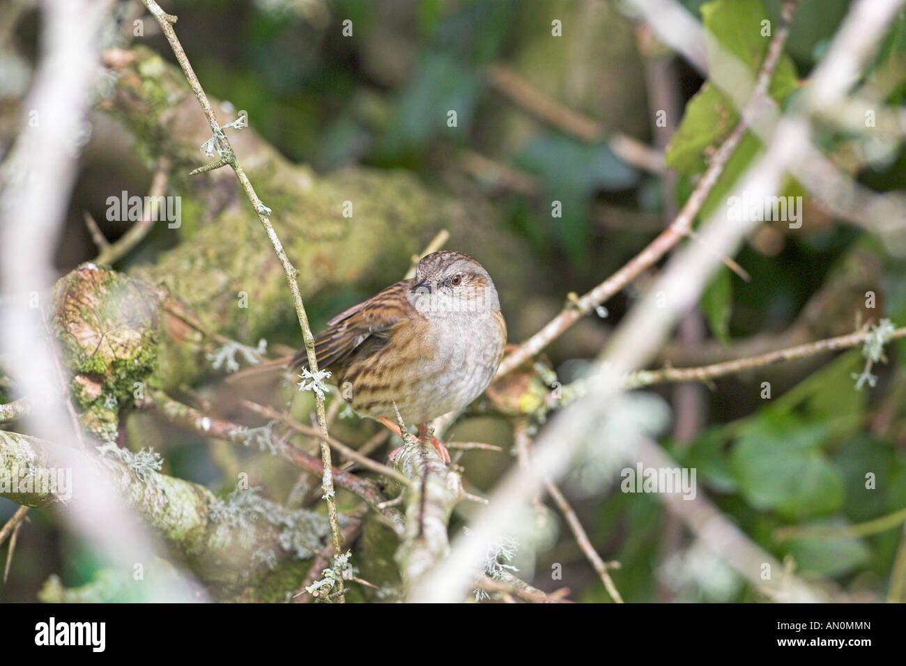 Dunnock Prunella modularis perched in hawthorn Dartmoor National Park Devon England Stock Photo