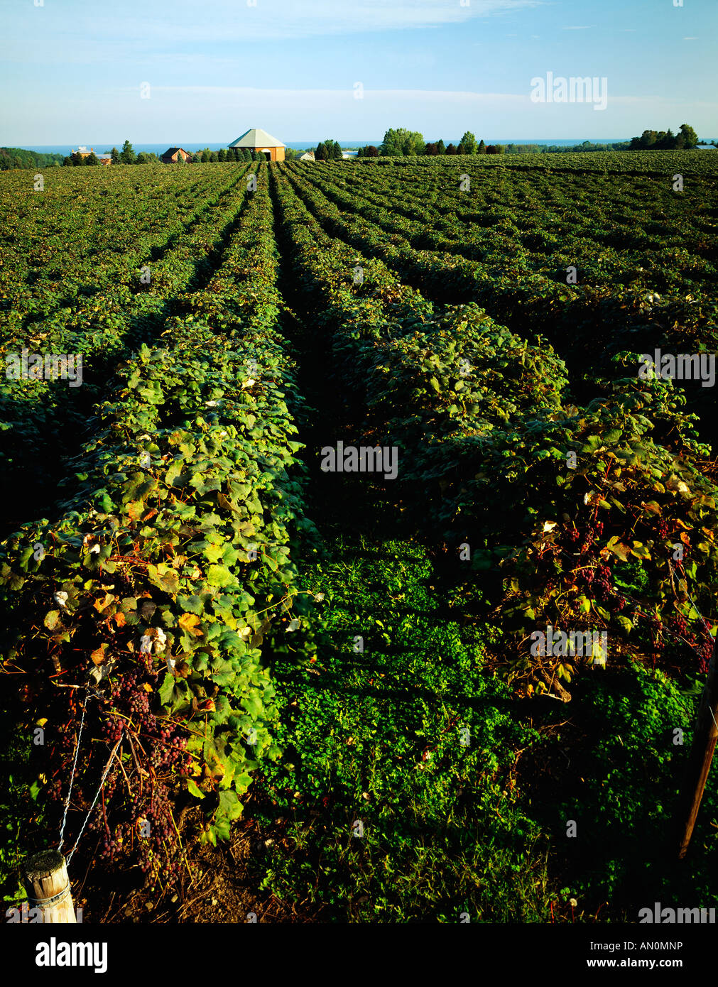 Octagonal Barn & Concord Grape Vineyards, North East, Lake Erie, Erie
