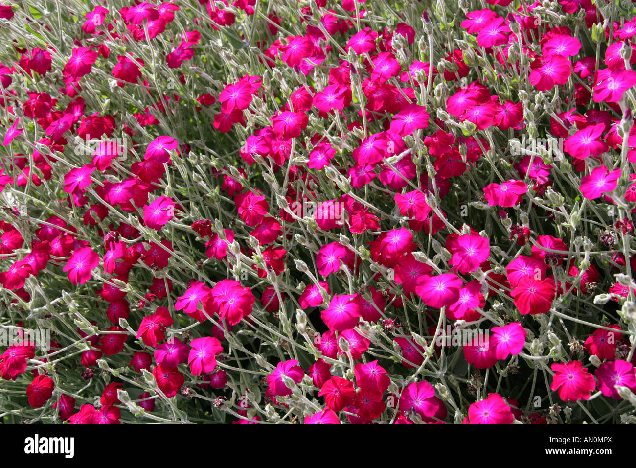 Magenta Stocks, Matthiola sp.,  Brassicaceae. Magenta, Red Flowers Stock Photo