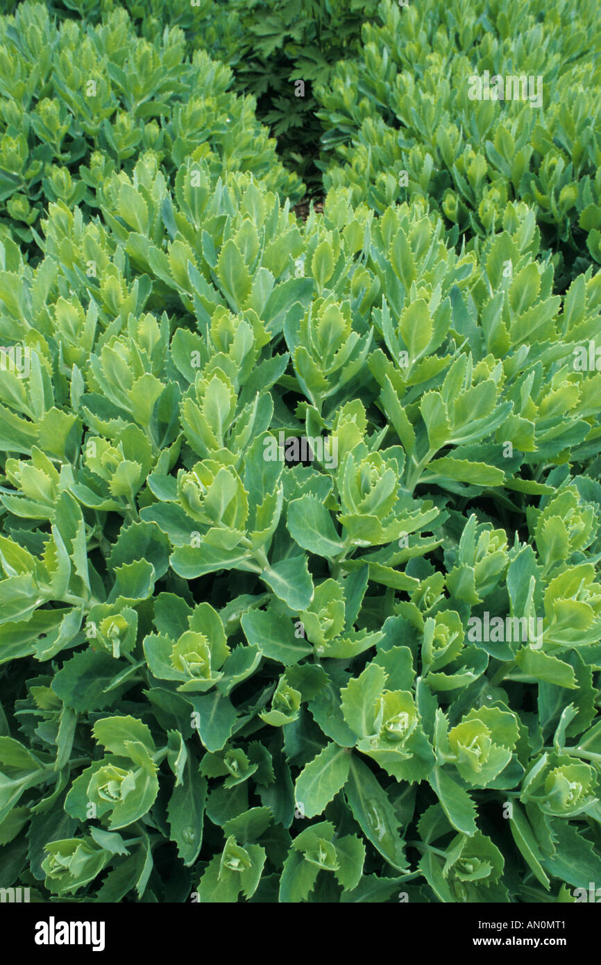 Orpine (Sedum telephium 'Herbstfreude' syn. Hylotelephium telephium 'Herbstfreude') Stock Photo