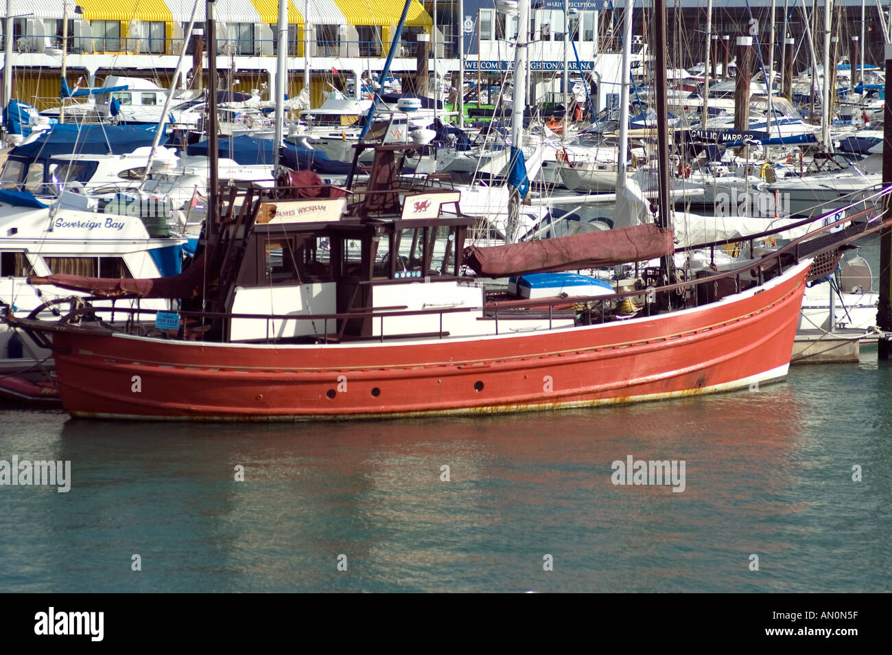 Sea bass uk waters hires stock photography and images Alamy