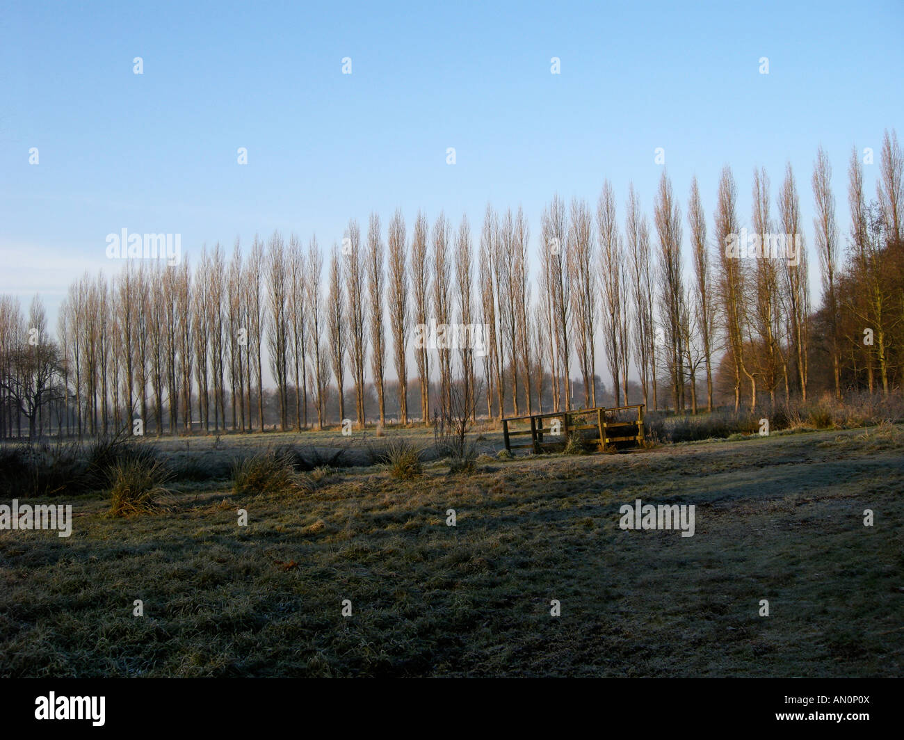 Tall trees sky hi-res stock photography and images - Alamy