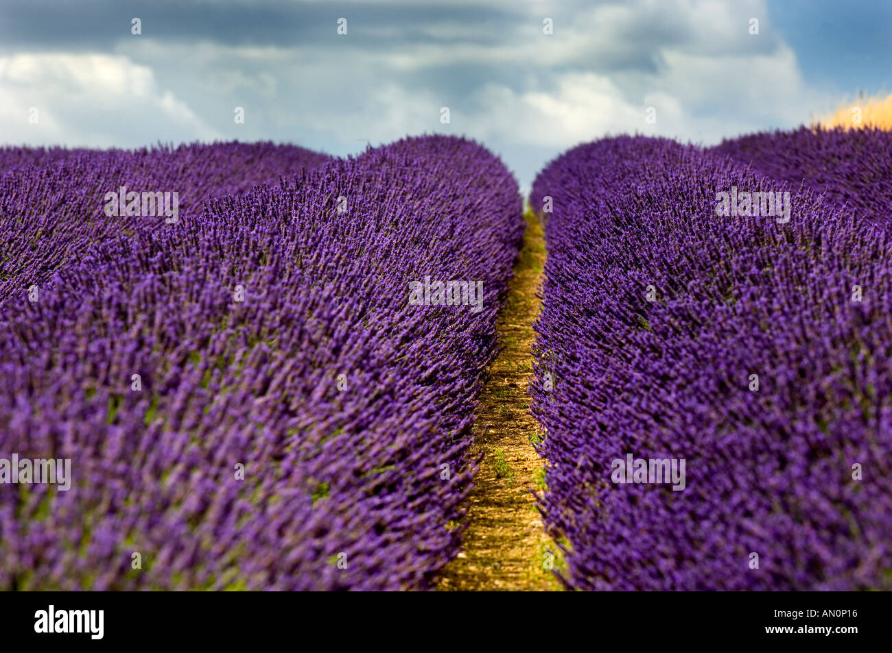 Lavender fields at Snowshill in the Cotswolds Stock Photo