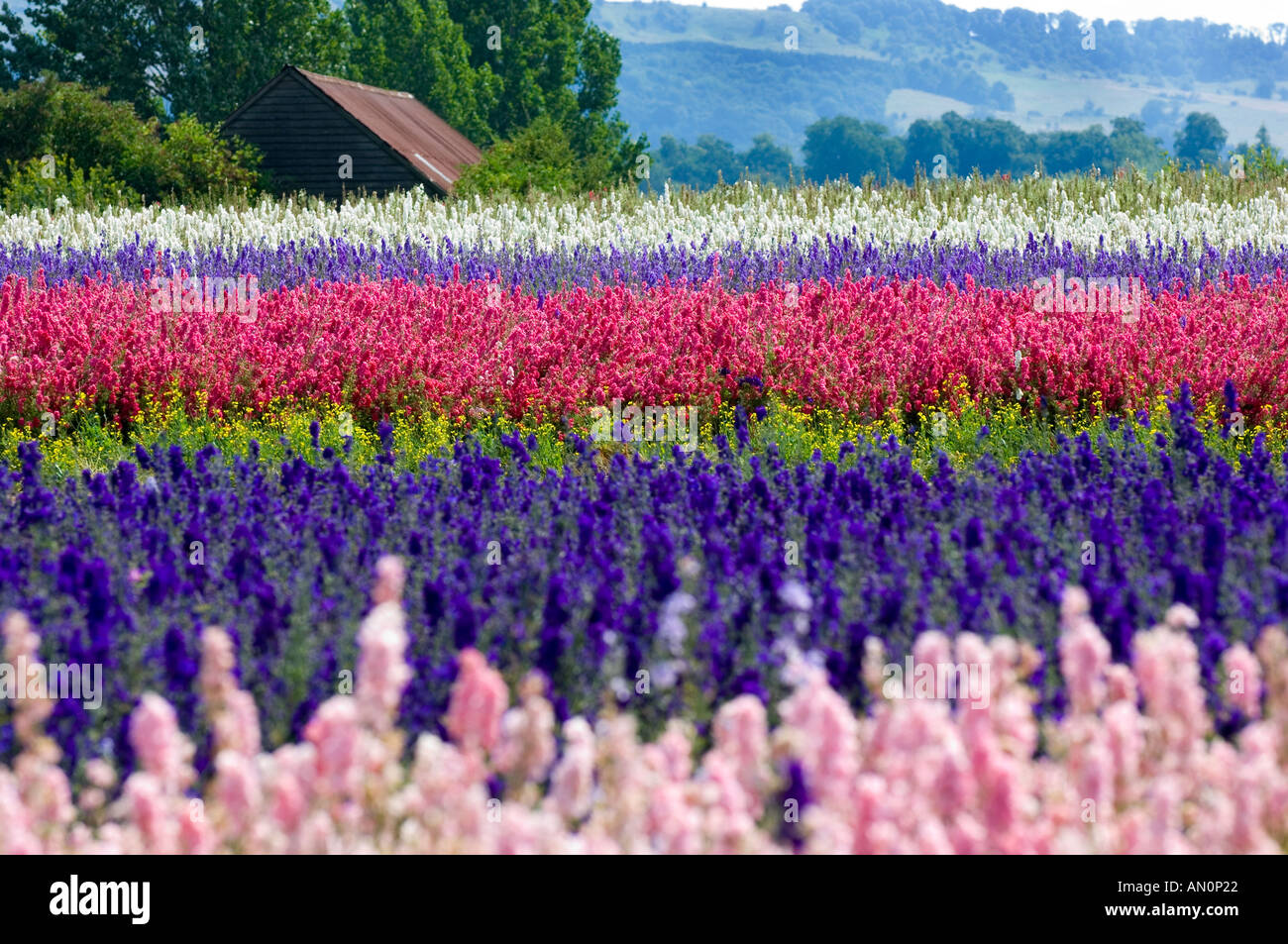 real petal confetti