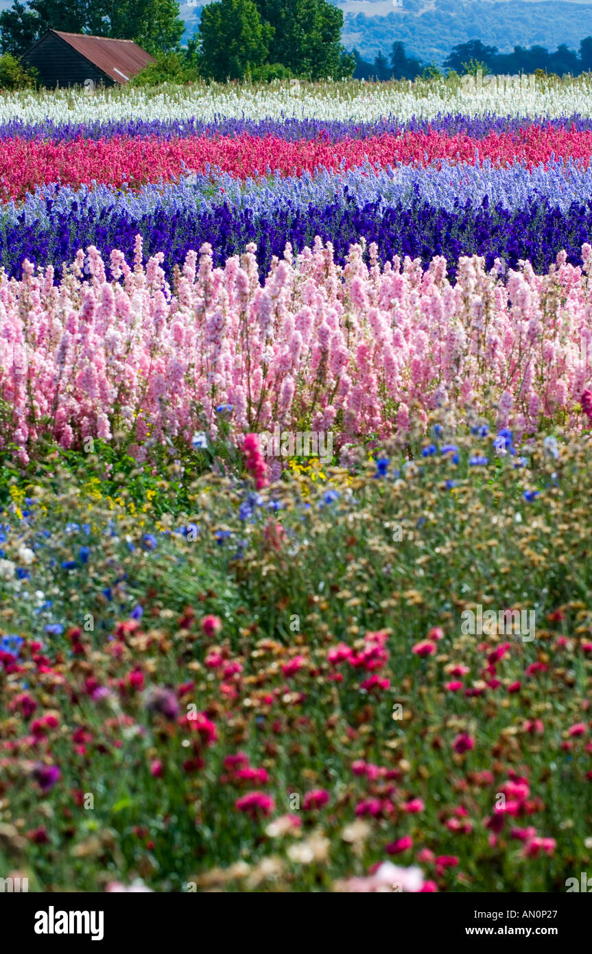 Fields of colourful Delphinium flowers at the Real Flower Petal Confetti Company at Pershore in Worcestershire Stock Photo