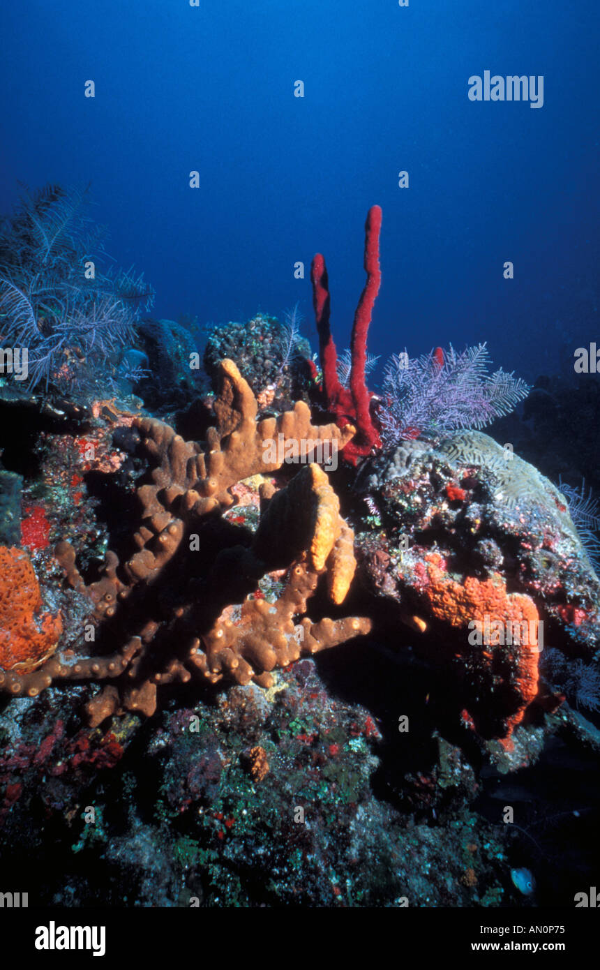 St Thomas USVI Caribbean underwater coral reef red finger sponges orange sponges soft gorgonian coral Stock Photo