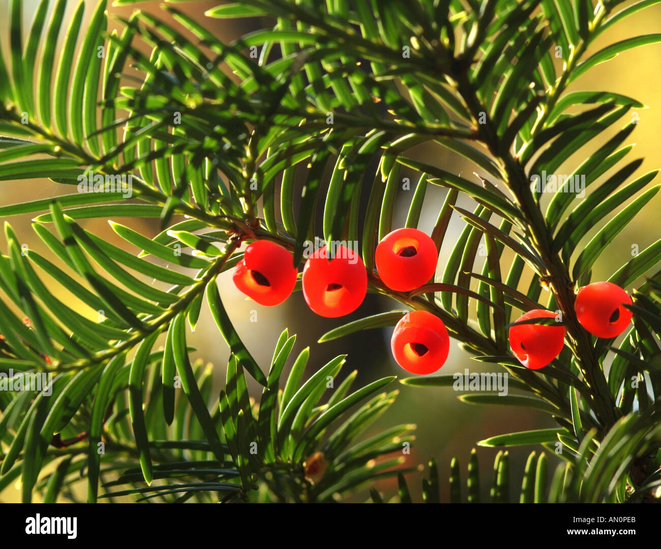 Yew tree red berries on the twig Taxus baccata Stock Photo
