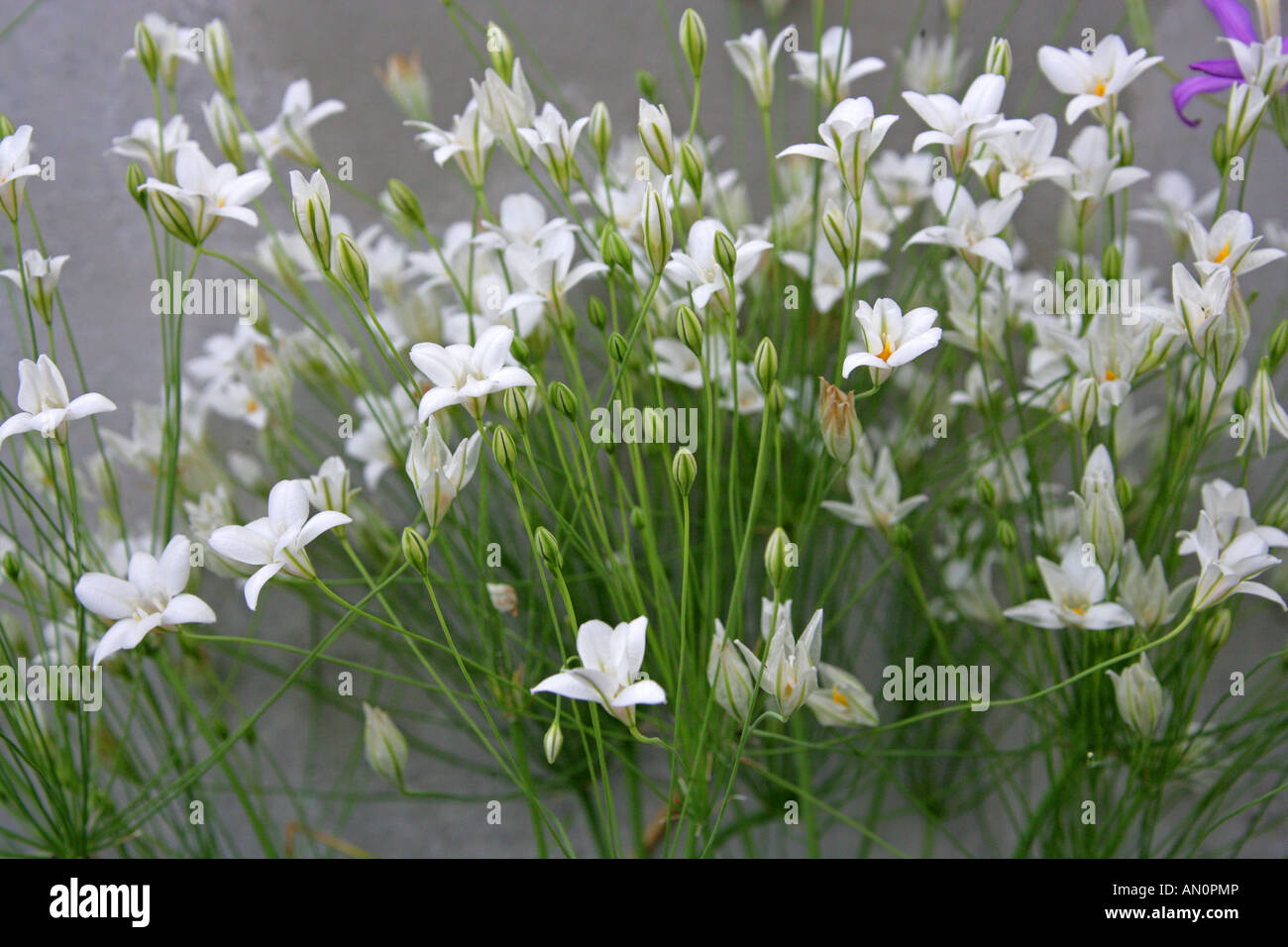 Triteleia peduncularis, Alliaceae Stock Photo