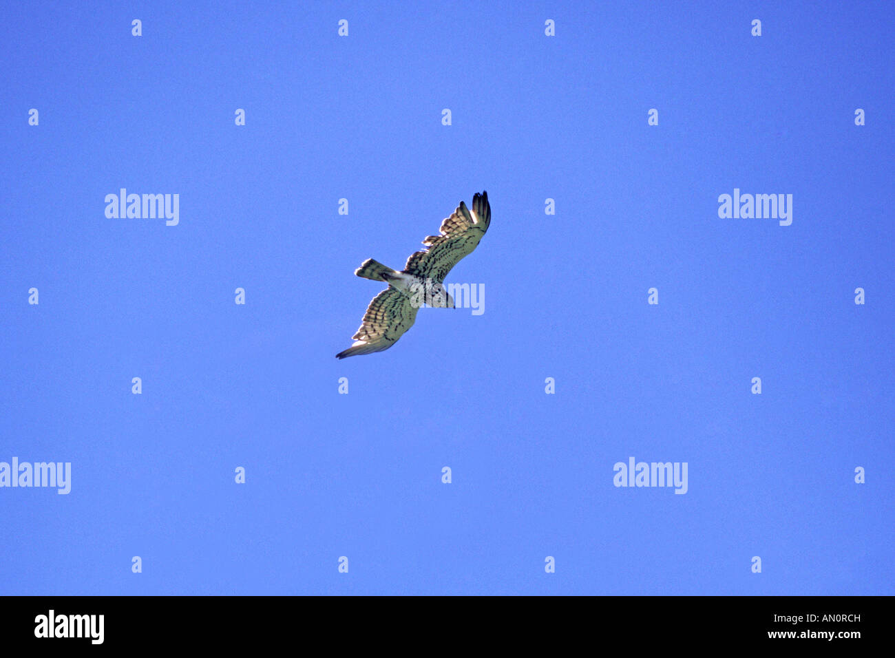 Short toed eagle Circaetus gallicus in flight Loire Valley Centre Region France Stock Photo