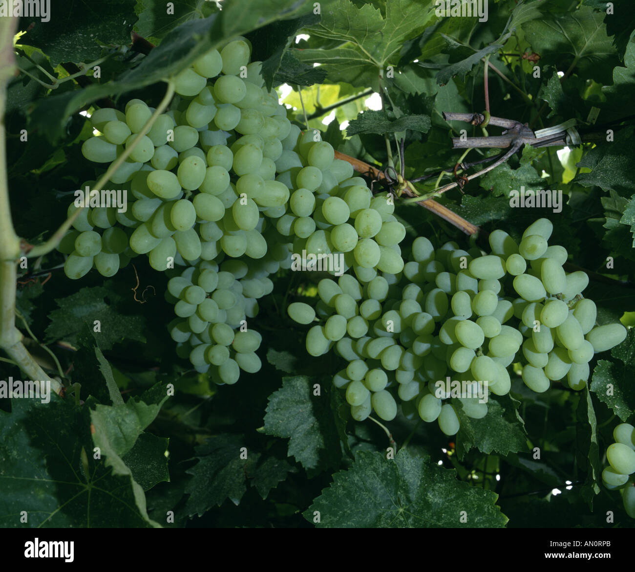 THOMPSON SEEDLESS TABLE GRAPES CALIFORNIA Stock Photo Alamy