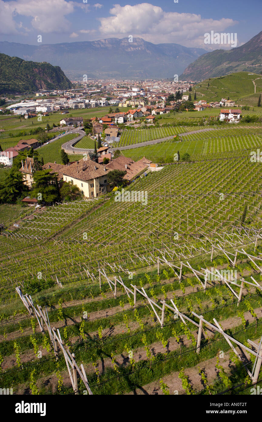 Vineyards near Bozen, Italy, South Tirol, Sued Tirol, Europe, Europe 2006. Stock Photo