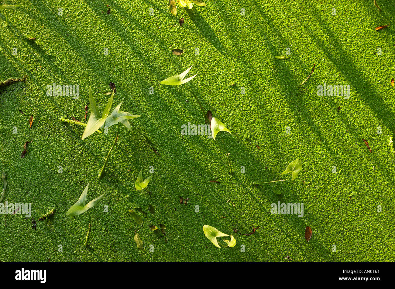 details of shadows on the surface of a stagnant river with pond weed Sturminster Newton Dorset England UK Stock Photo