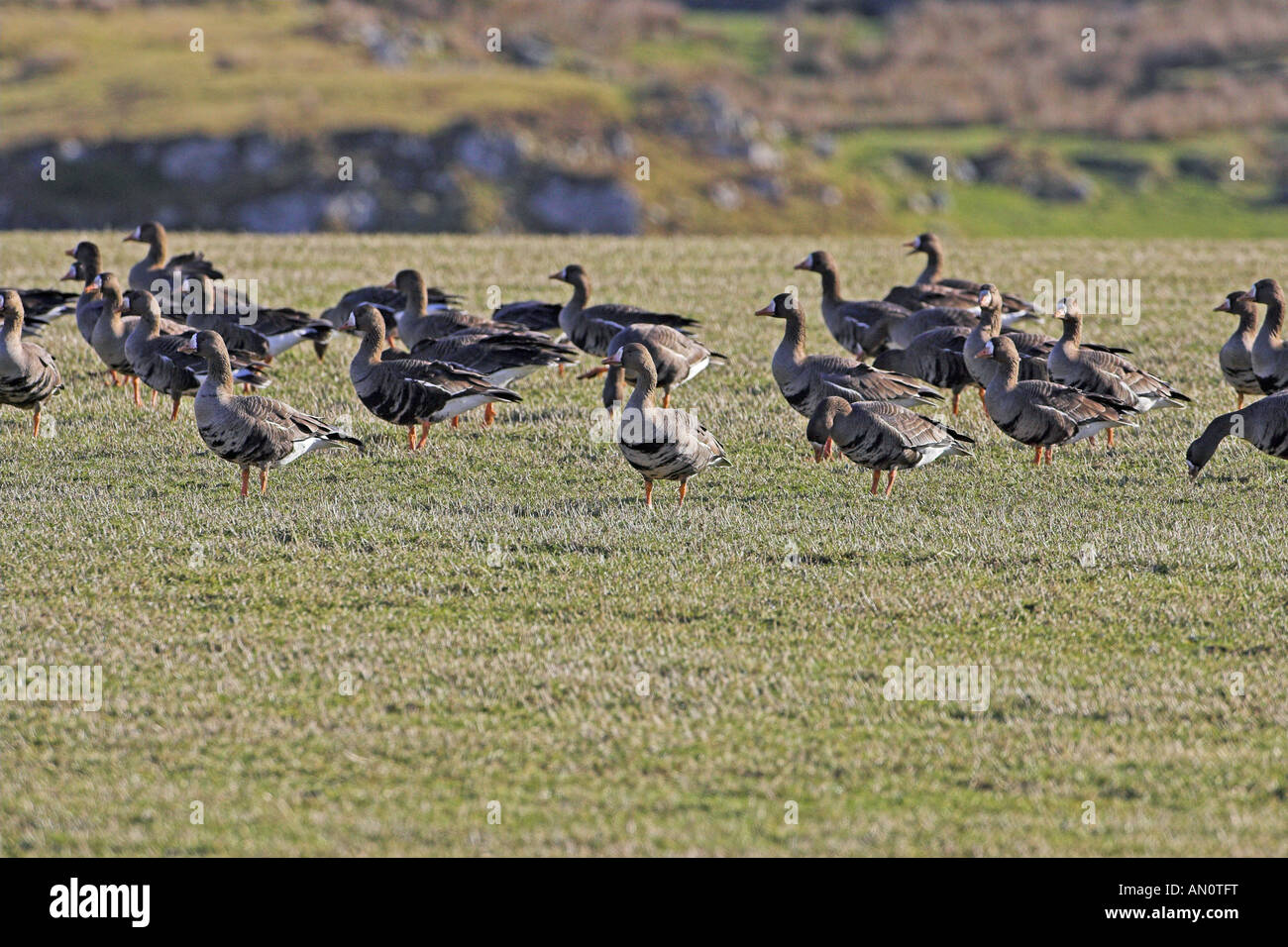 White fronted goose Anser albifrons flock in grassland Islay Scotland Stock Photo Alamy