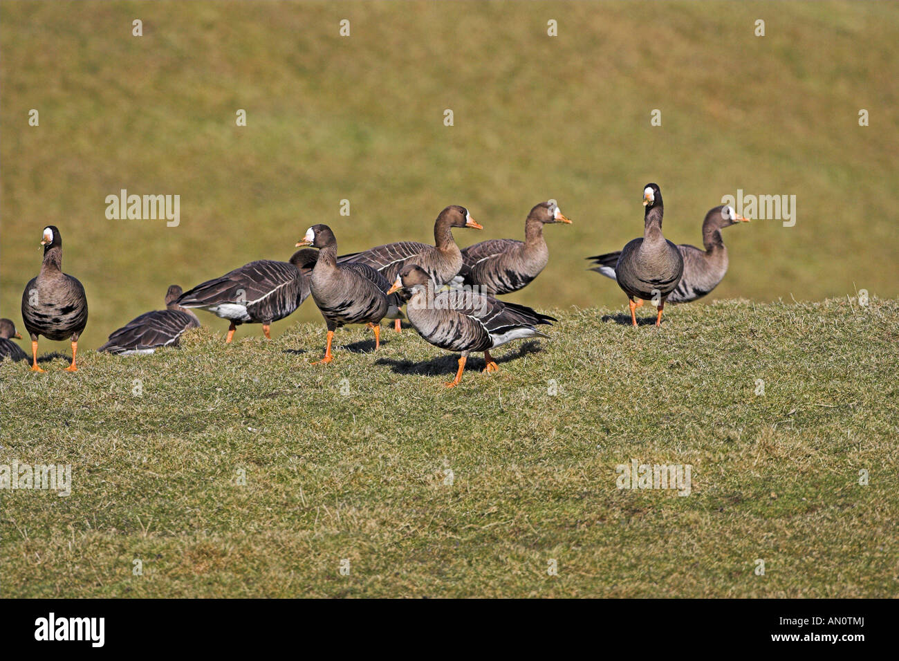White fronted goose Anser albifrons group on grassland Islay Scotland Stock Photo Alamy