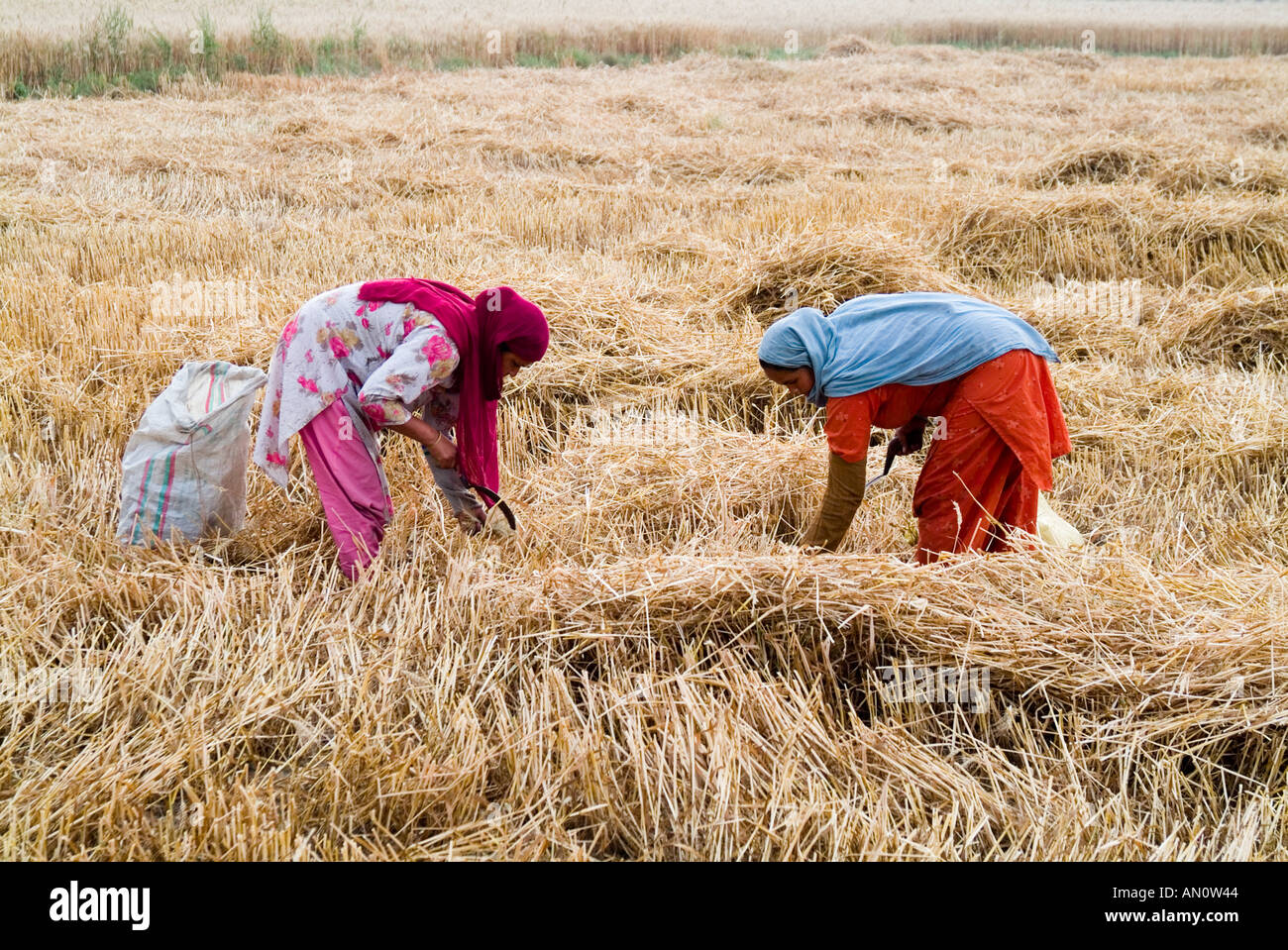 Poor women in the Punjab gathering remains after farmer has harvested his crop of wheat Stock Photo