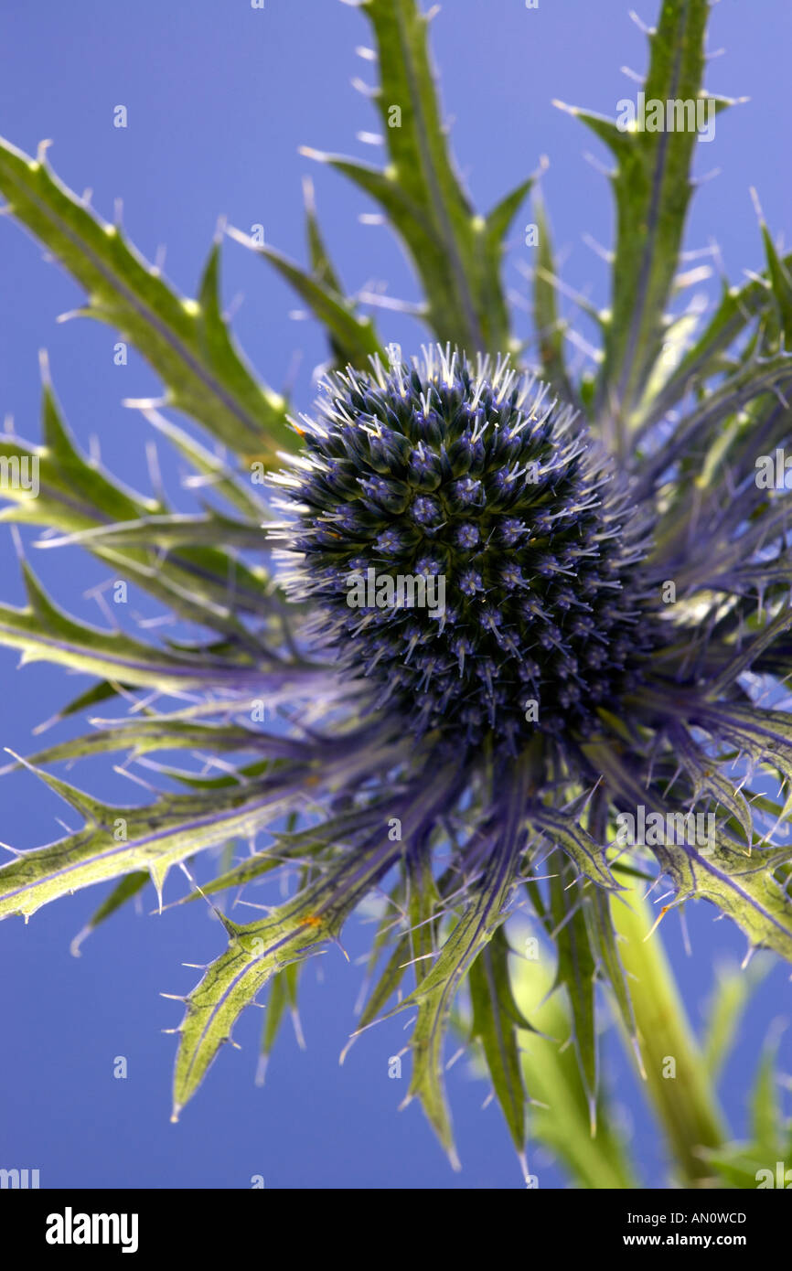 The scottish thistle hires stock photography and images Alamy