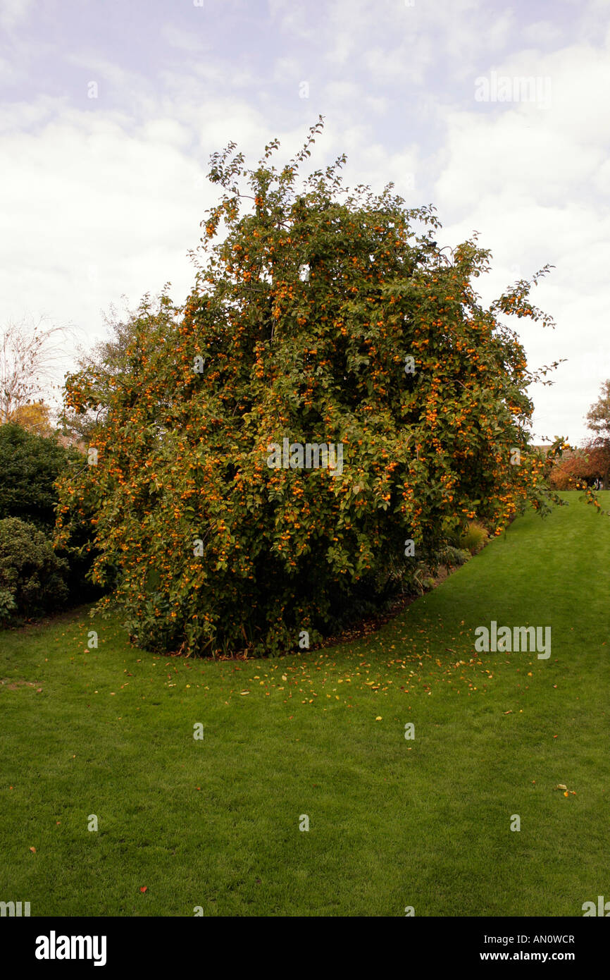 MALUS BUTTERBALL. CRAB APPLE TREE IN AUTUMN. Stock Photo
