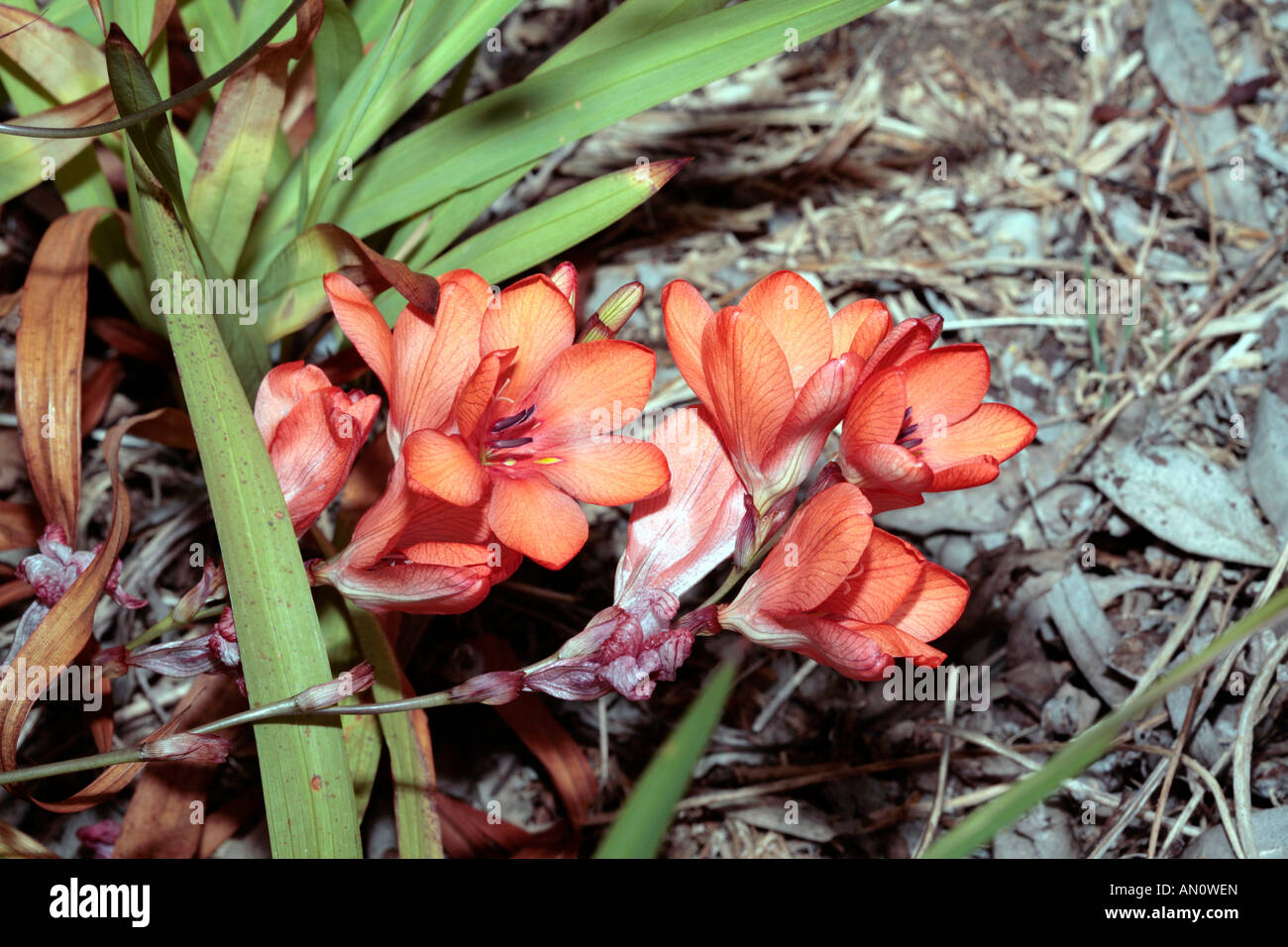 Lined Tritonia hybrid-Tritonia lineata, syn Gladiolus lineatus-Family Iridaceae Stock Photo