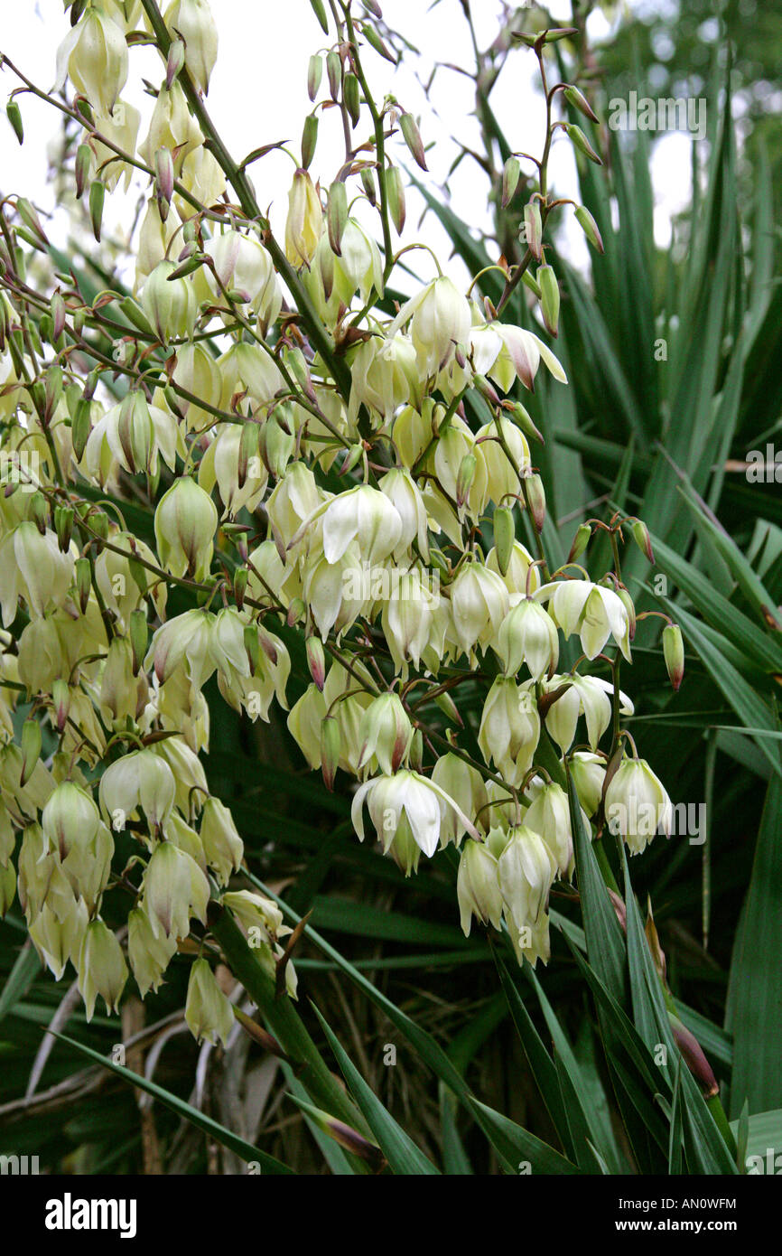Spoonleaf Yucca, Filament Yucca or Adam's Needle, Yucca filamentosa