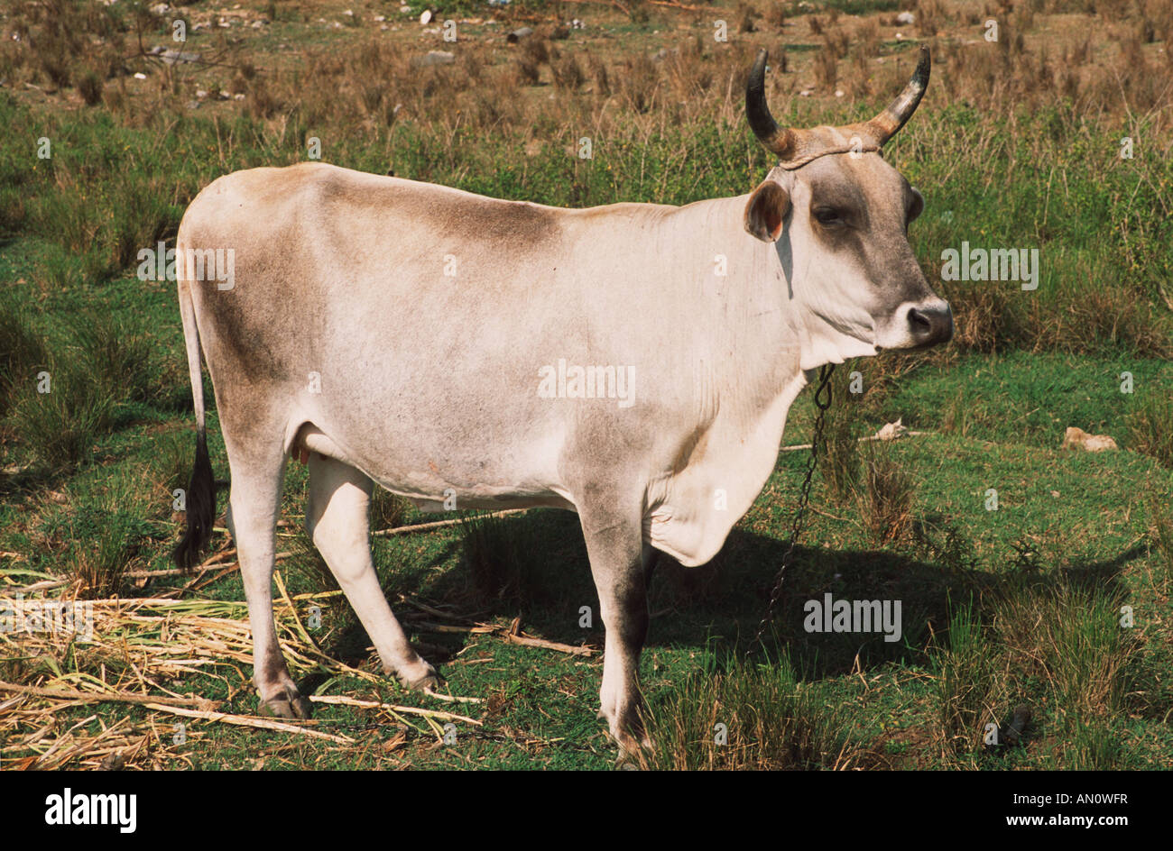 Cow on farm near Jibacoa, Cuba Stock Photo Alamy